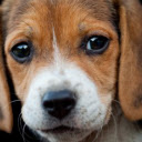 Beagle New Tab & Wallpapers Collection