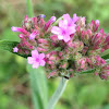 Purpletop vervain