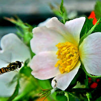 Benvenuta primavera di 