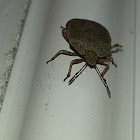 Shield bug