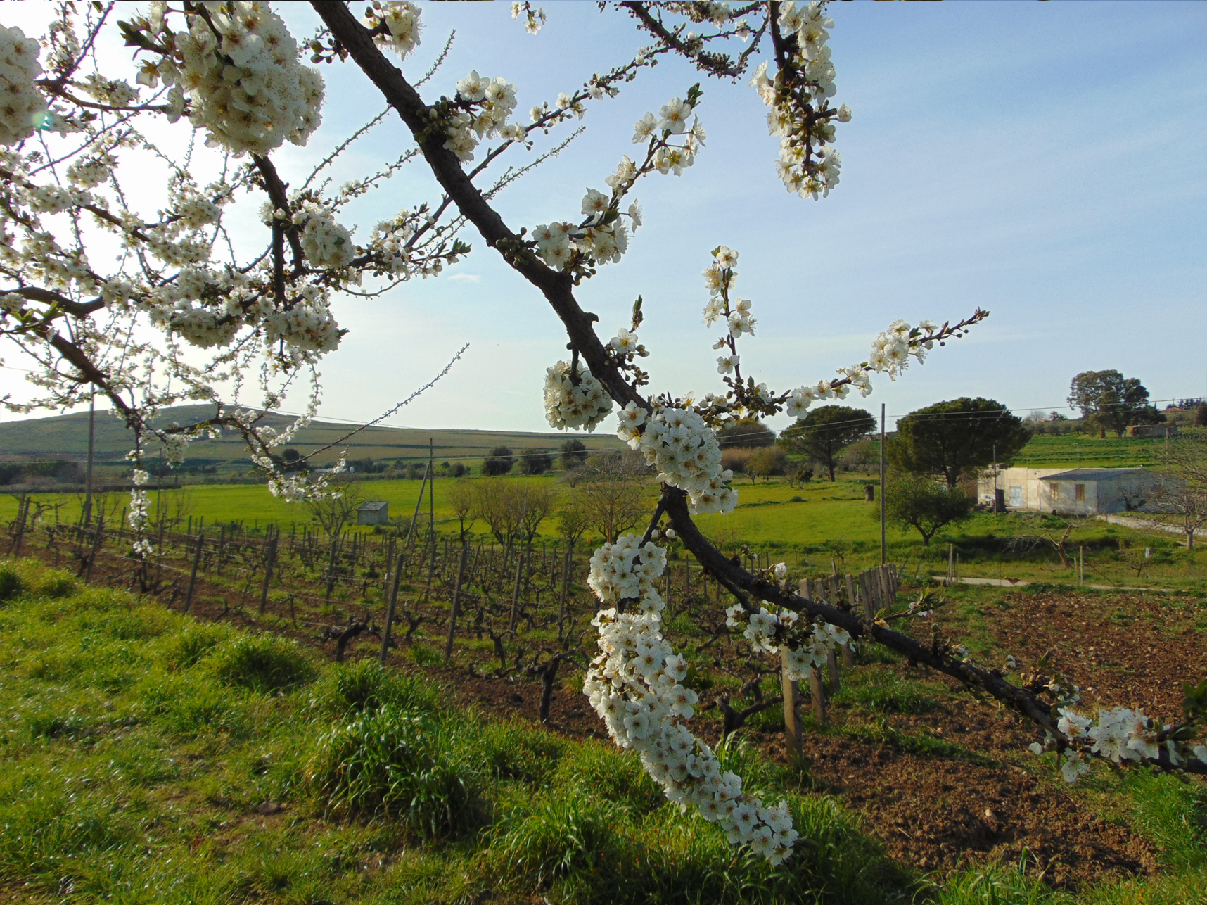 Primavera in fior di mandorlo di JENSAM