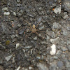 Giant House Spider