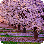 Cover Image of डाउनलोड Blooming Tree Wallpaper 4K Latest 1.03 APK