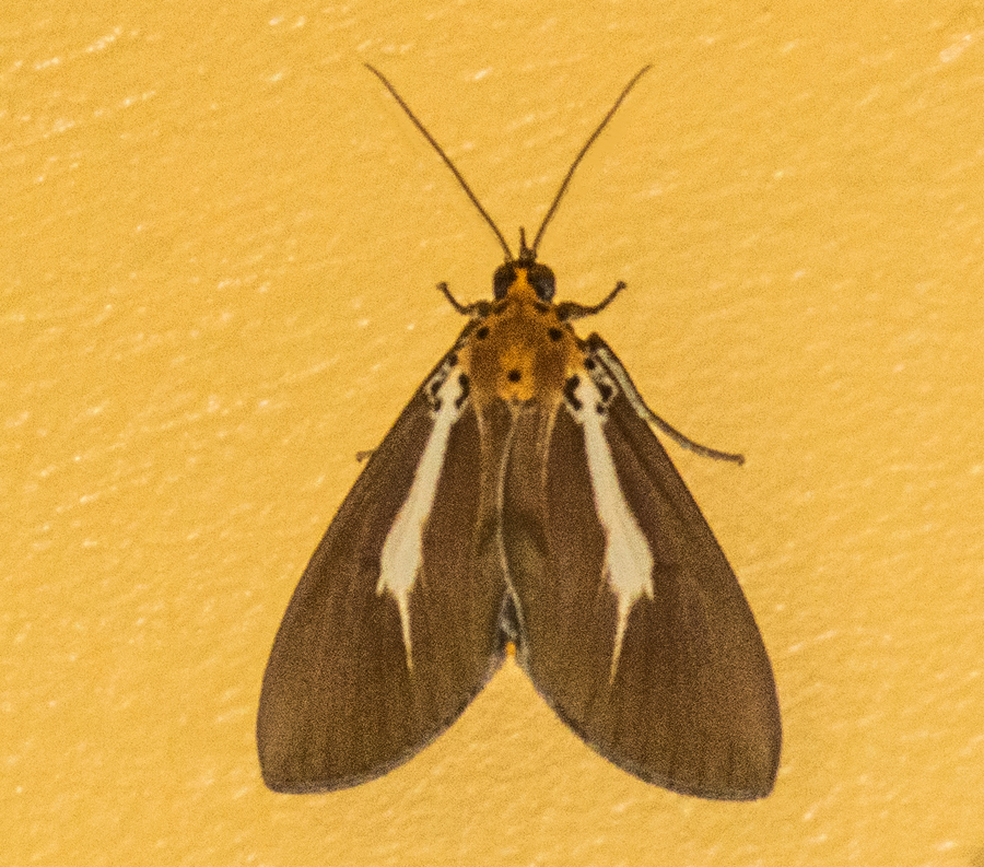 Tiger moth