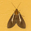 Tiger moth