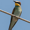 Bee-eater; Abejaruco