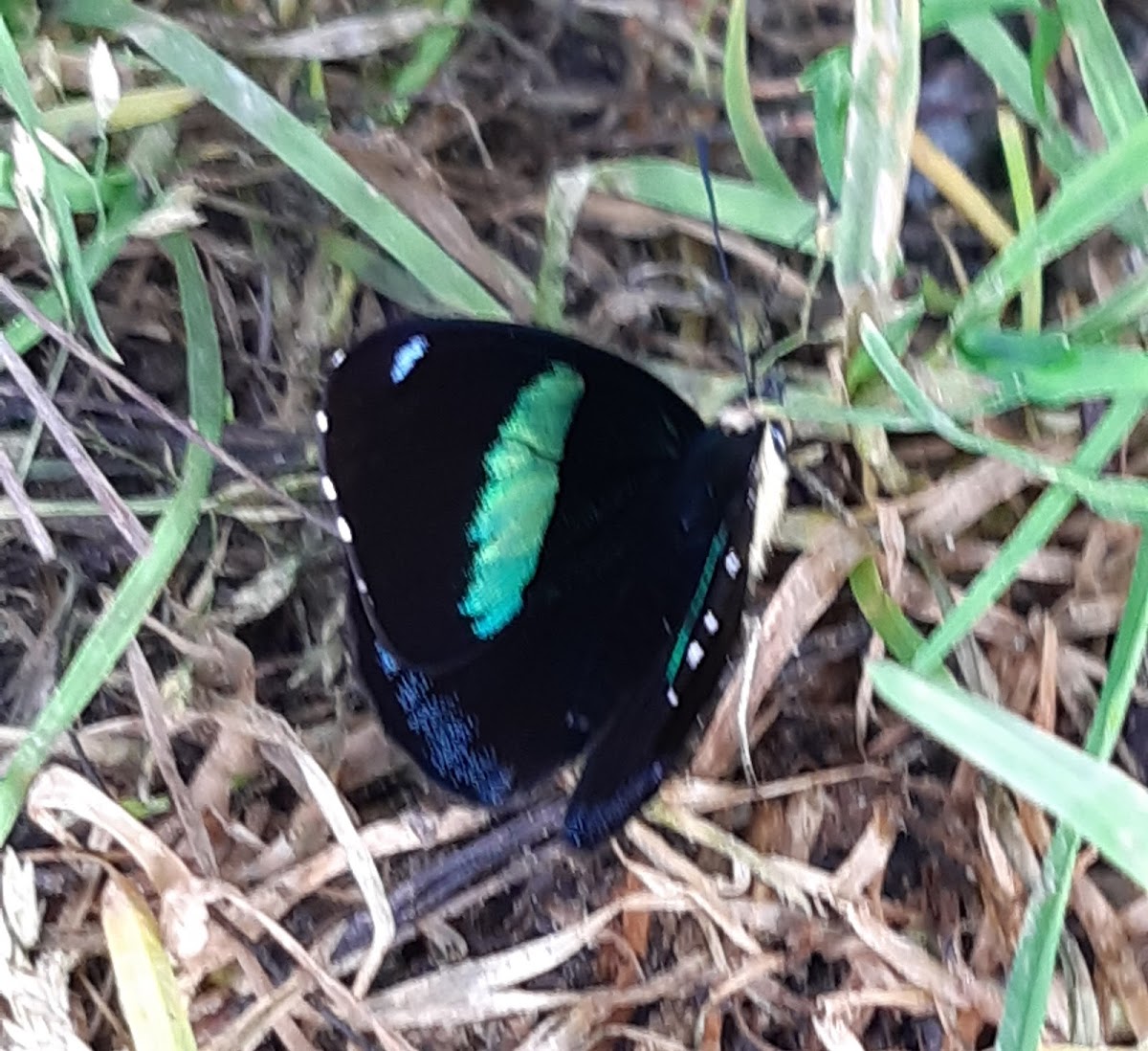 Perisama Butterfly