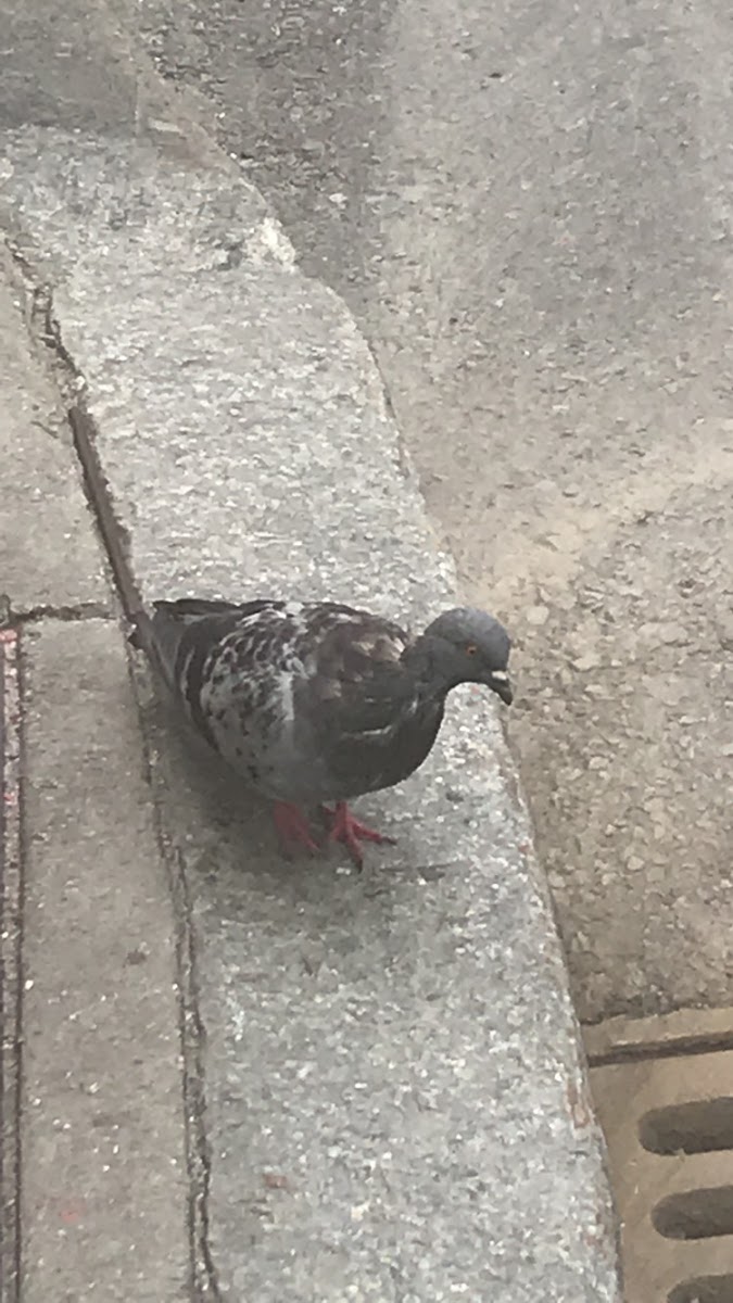 Rock Dove