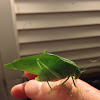 Rattler Round-Winged Katydid