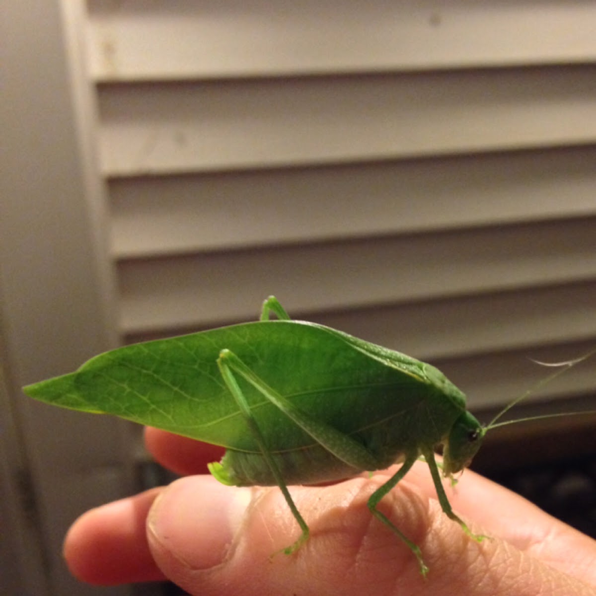 Rattler Round-Winged Katydid