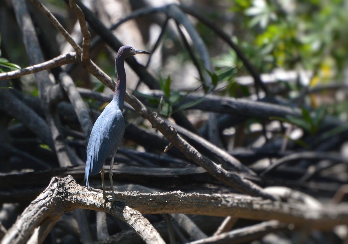 Little Blue Heron