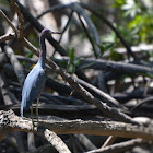 Little Blue Heron