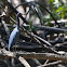 Little Blue Heron