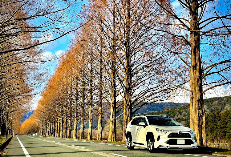 RAV4の納期待ち・RAV4・メタセコイア並木・三連休最終日・ドライブに関するカスタム事例の投稿画像1枚目