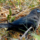 Blue-faced malkoha