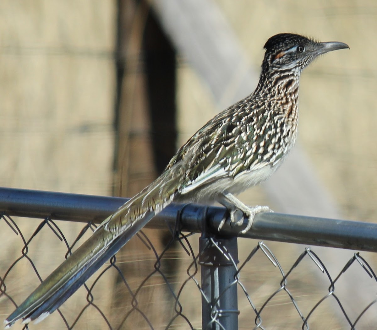 Greater Roadrunner