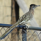 Greater Roadrunner