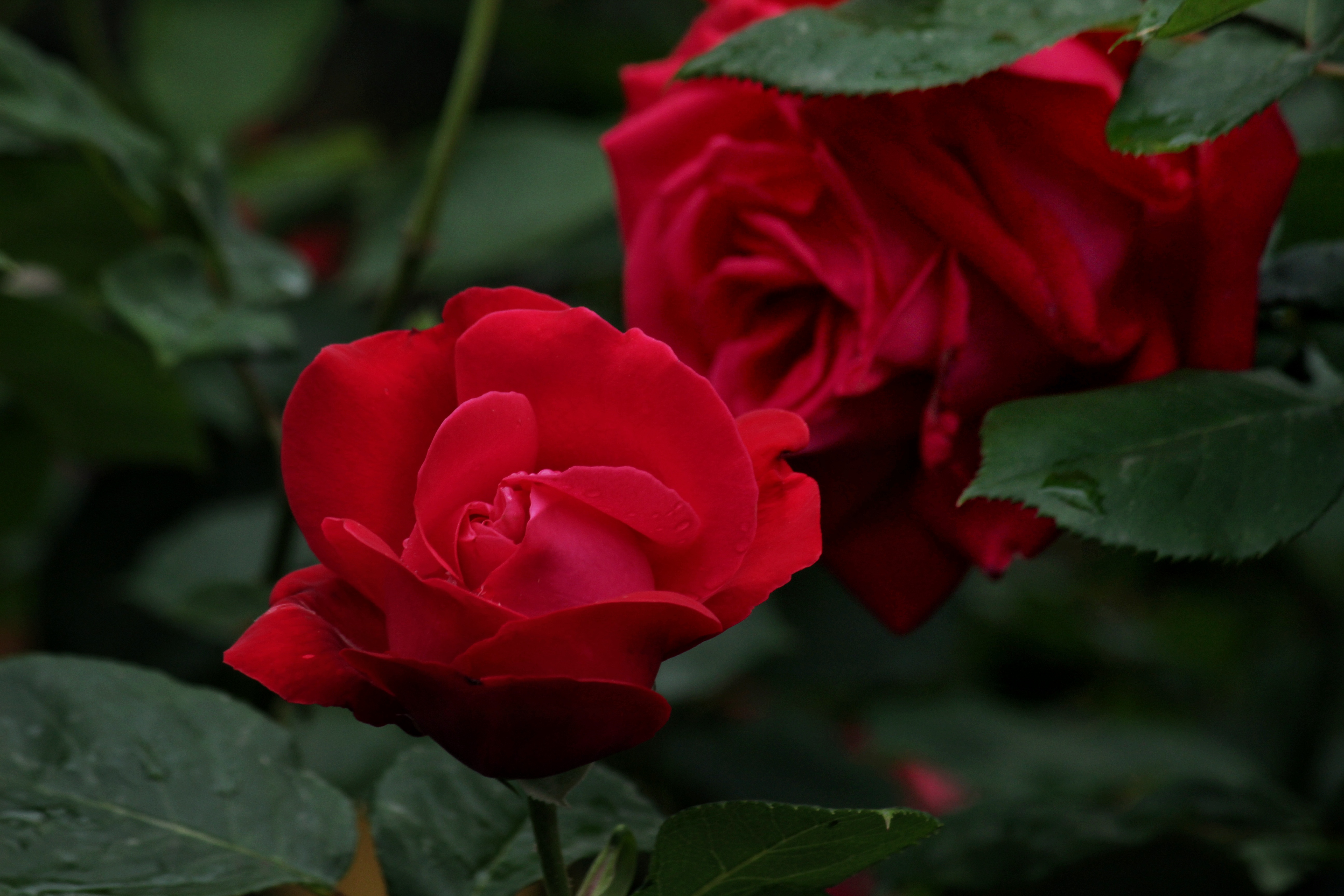 Rosso rosa  di giacomo_torresin