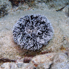 West Indian Sea Egg