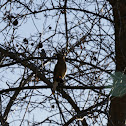 Cedar Waxwing