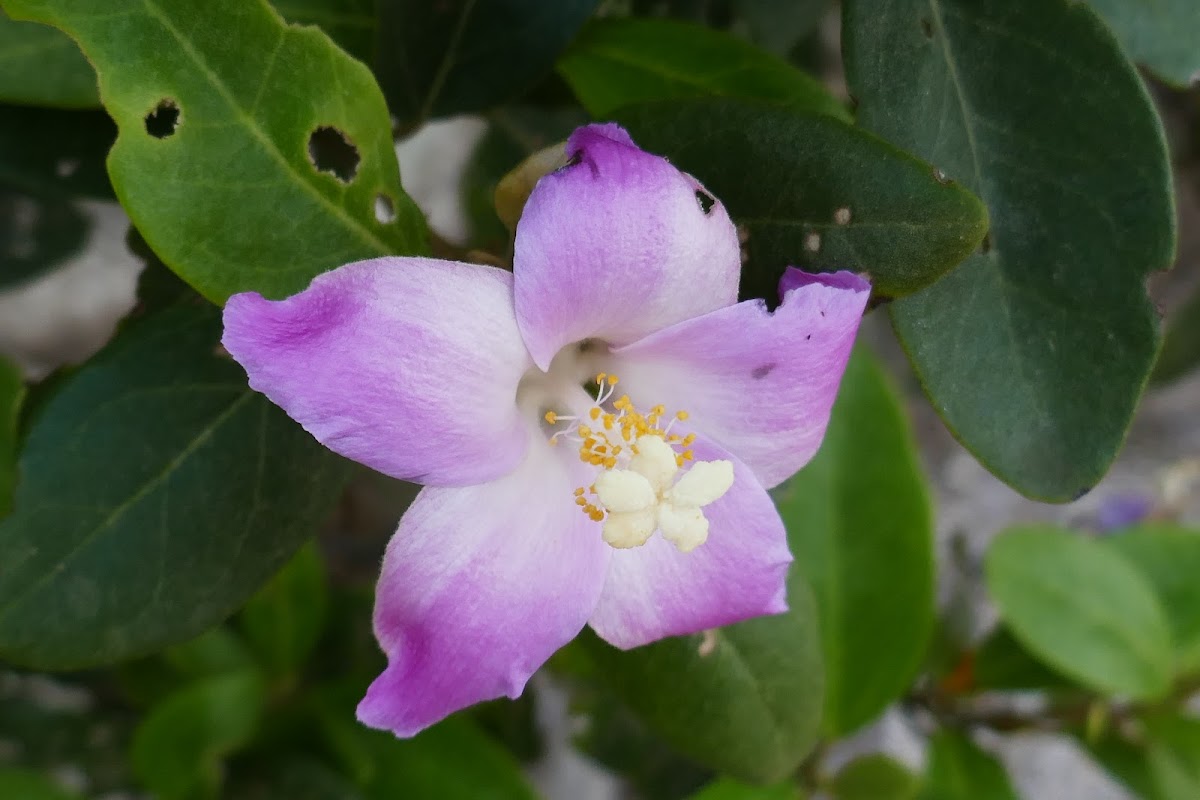 Norfolk Island Hibiscus