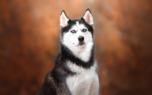 Majestic Husky Poses Against a Warm Backdrop screenshot 2
