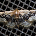 Idaea gemmata