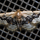 Idaea gemmata