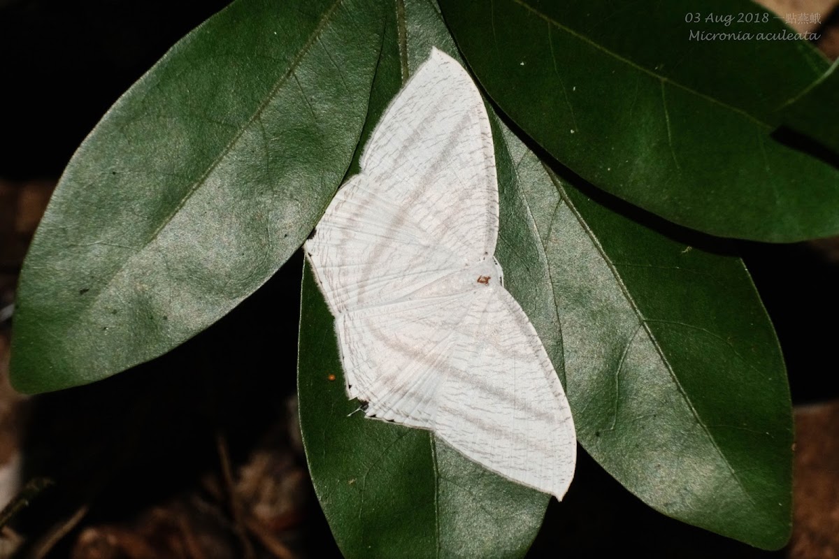 Micronia aculeata 一點燕蛾