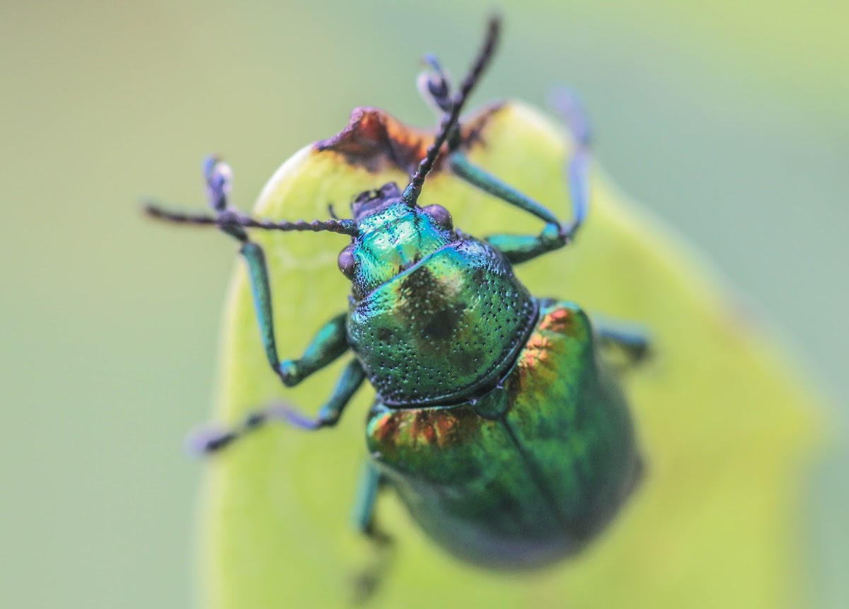 Dogbane Leaf Beetle