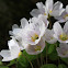 Common Wood Sorrel