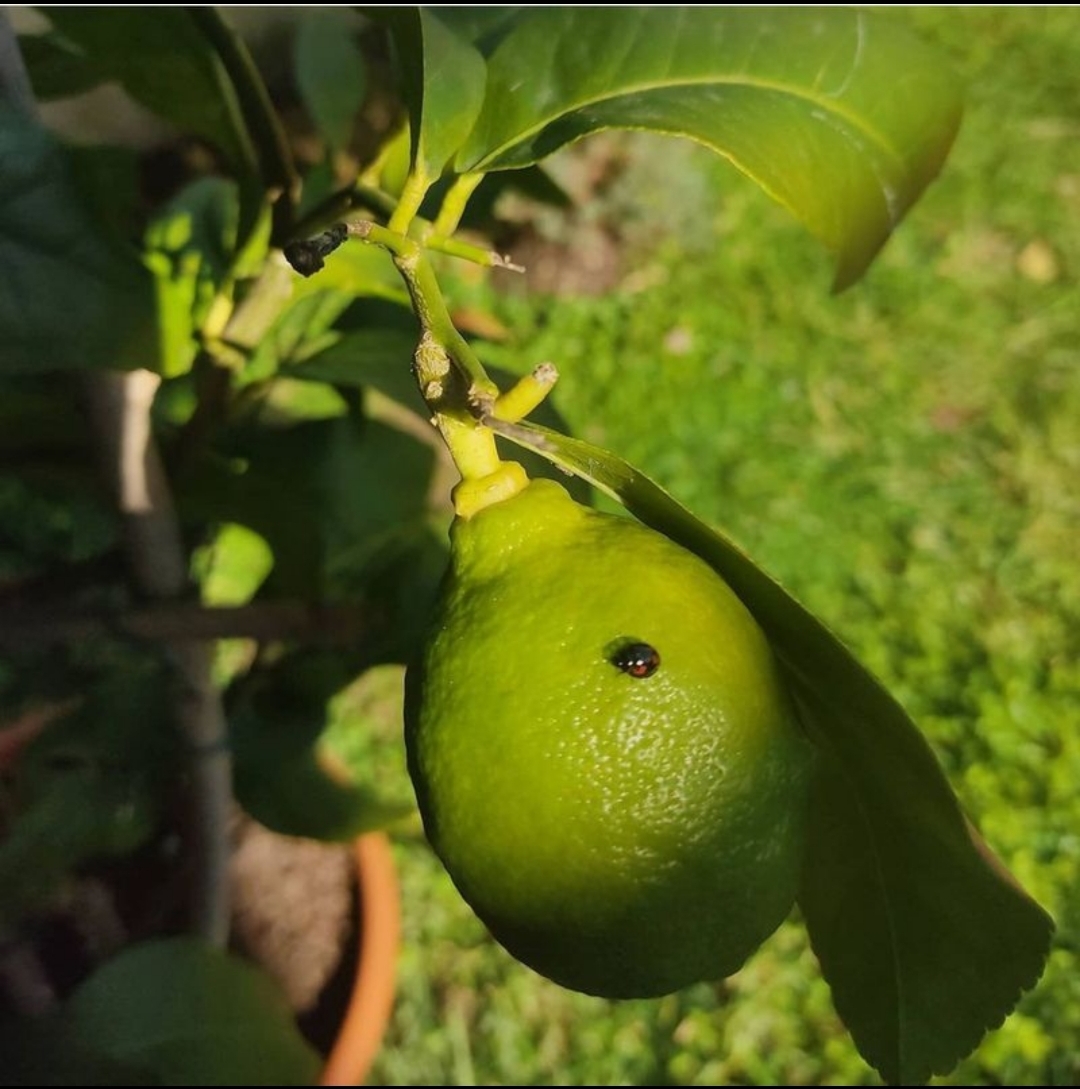 Ladybug on Lemon di MGphoto