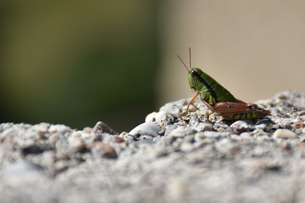 Verde di Stefdap