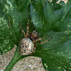 Bush orb weaver