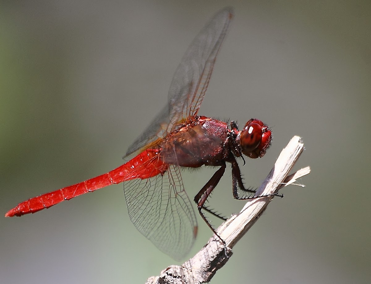 Rufous Marsh Glider