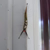 White-Marked Tussock Moth