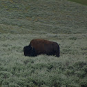 American Bison