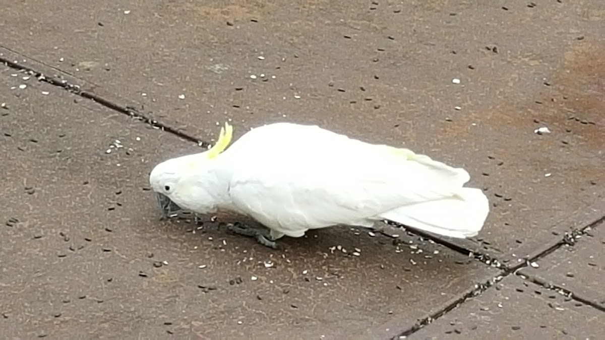 sulfur crested cockatoo