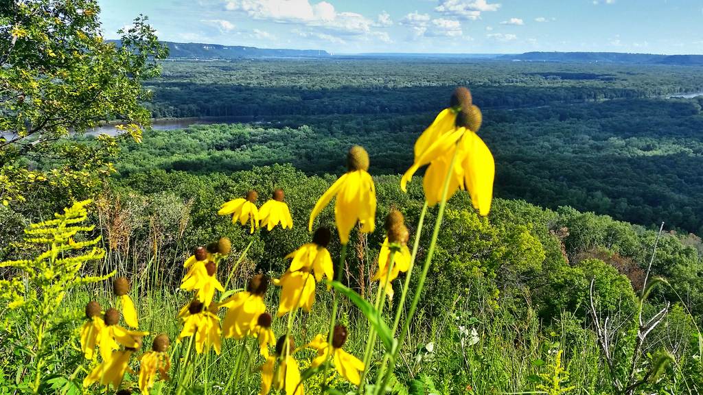 Yellow Coneflower