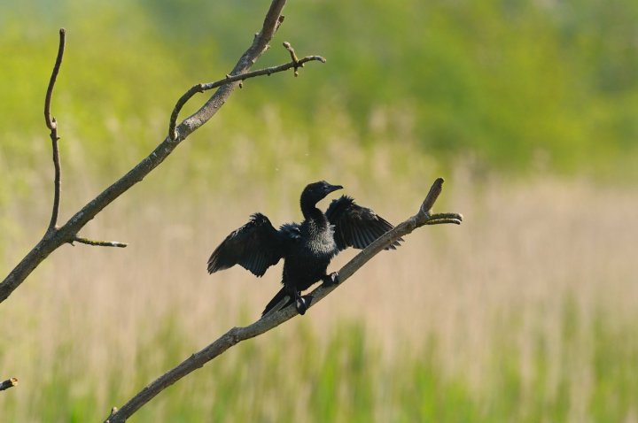 CORMORANO AL SOLE di GUFOPICA