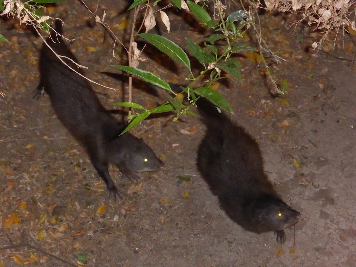 Common Dwarf Mongoose