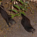 Common Dwarf Mongoose