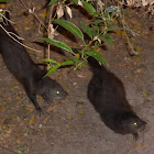 Common Dwarf Mongoose