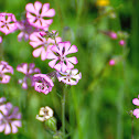 Colleja colorada; Catchfly