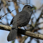 Gray Catbird