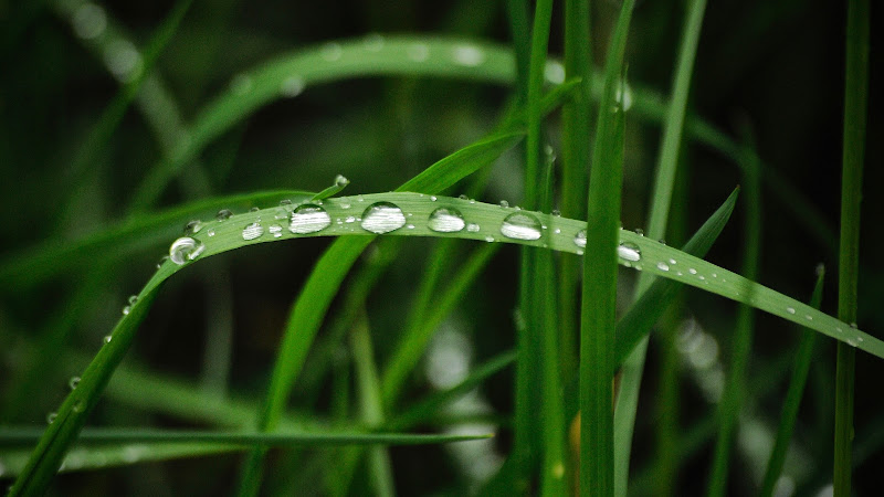 come due gocce d'acqua  di Gabor