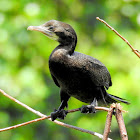 Little cormorant