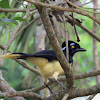 Plush-crested jay