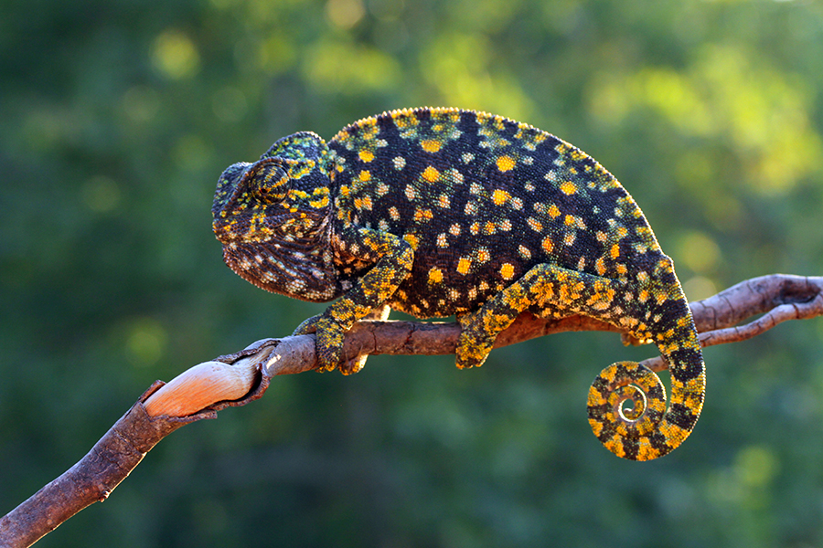 Common Chameleon