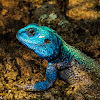 Southern Tree Agama